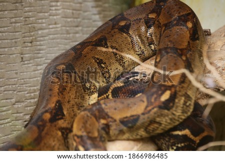 a sleeping snake in a cage
