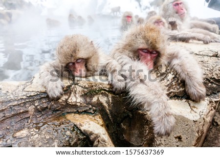 Sleeping Snow monkeys from Jigokudani Monkey Park in Japan, Nagano Prefecture. Cute Japanese macaques sitting in a hot spring.