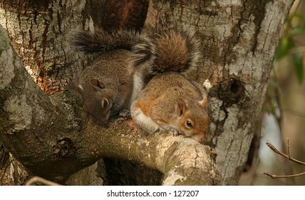 2,357 Squirrel Sleeping Images, Stock Photos & Vectors 