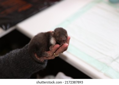 sleeping stone marten baby raised with a bottle at the wildlife aid