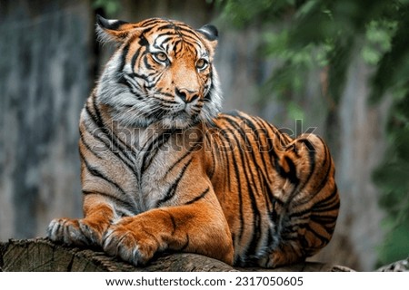 Sleeping Sumatran tiger on a log 