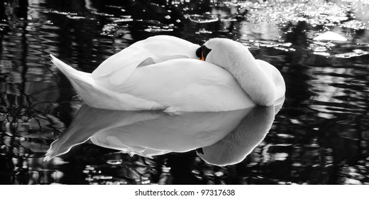 The Sleeping Swans >> Sleep Swan Images Stock Photos Vectors Shutterstock The Sleeping Swans >> Sleep Swan Images Stock Photos Vectors Shutterstock