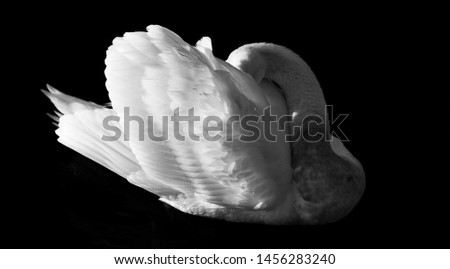 Similar – Image, Stock Photo Swan over!