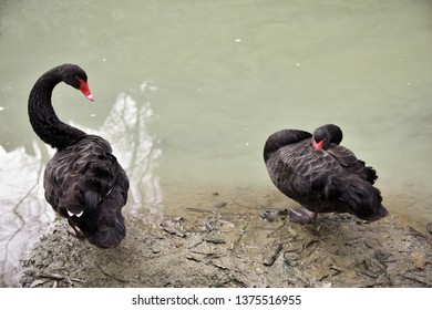 The Sleeping Swans >> Sleep Swan Images Stock Photos Vectors Shutterstock The Sleeping Swans >> Sleep Swan Images Stock Photos Vectors Shutterstock
