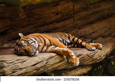 Sleeping Tiger