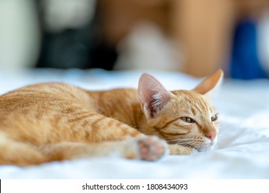 Sleeping Tiger Cat Waking Up Open Eyes In Bed During Day.Close Up Shot With Blurred Background.