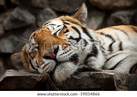 sleeping tiger face portrait