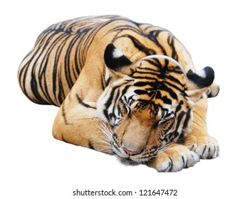 12,204 Tiger sleep Images, Stock Photos & Vectors | Shutterstock