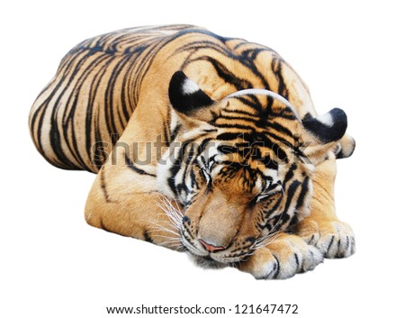 Sleeping tiger, isolated on white background