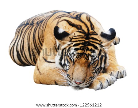 Sleeping tiger, isolated on white background