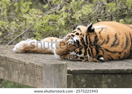 Sleeping tiger on a raised platform 