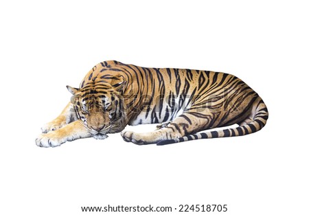 Sleeping tiger on white background with clipping path