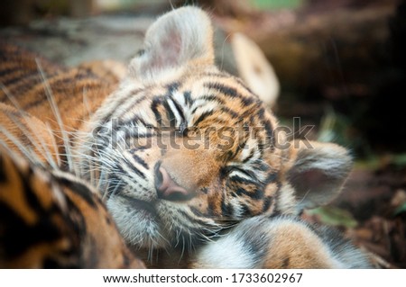 Sleeping Tiger in the zoo