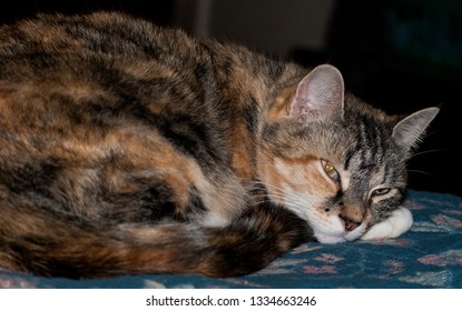 Sleeping Tortoise Shell Cat