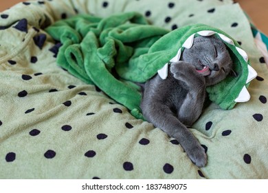 Sleeping In Towel. Russian Blue Cat Is Resting After A Shower. Bathing Cats. Green Towel With Polka Dots. Green Eyes Of A Calm Kind Kitten. Rest And Sleep Of A Domestic Cat.