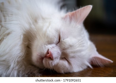 Sleeping Turkish Angora Cat Close Up View