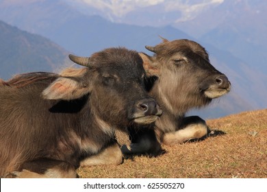 Sleeping water buffalo babies in Nepal.
