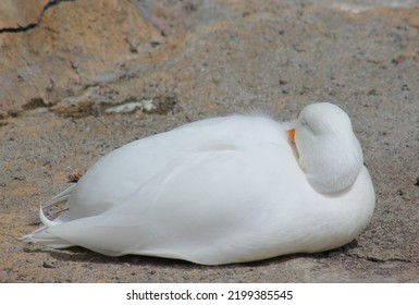 Sleeping White American Pekin Duck