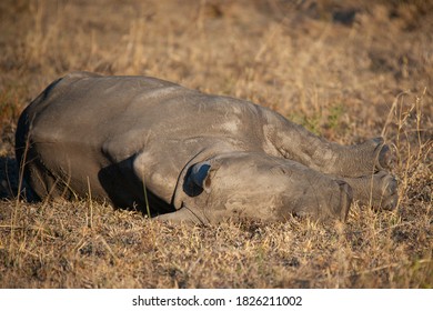 Sleeping White Rhino calf seen on safari in South Africa