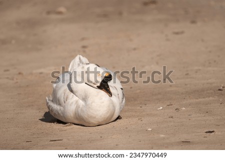 Sleeping white swan background.Selective focus on white swan.