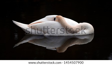 A Sleeping White Swan in Color