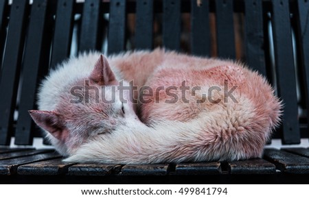 Sleeping wolf