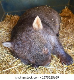 Sleeping Wombat In Victoria Australia.