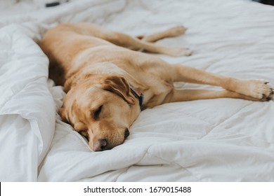 Sleeping Yellow Lab In Bed