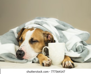 Sleeping Young Pitbull Dog In Bed Covered In Throw Blanket With Steaming Cup Of Hot Tea Or Coffee. Lazy Staffordshire Terrier Puppy Wrapped In Plaid Snoozes In Comfortable Bed And Relaxes