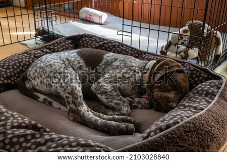 Sleeping young Shorthaired German Pointer puppy