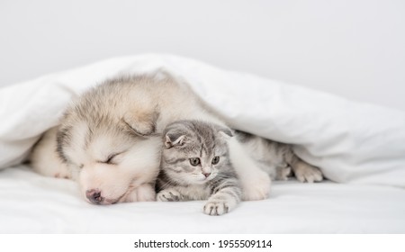 Sleepy Alaskan malamute puppy hugs tabby kitten under warm blanket on a bed at home. Empty space for text