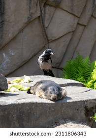 Sleepy alpine marmot relaxing on a rock next to a crow - Shutterstock ID 2311806343