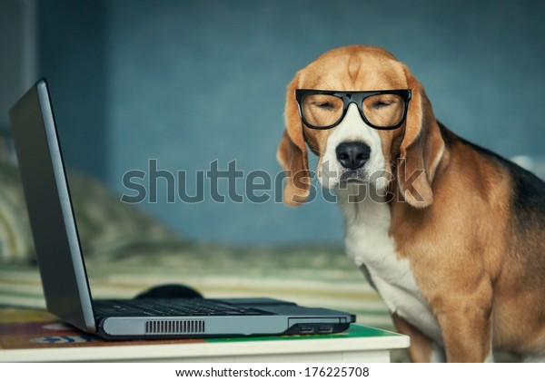 Sleepy beagle dog\
in funny glasses near\
laptop