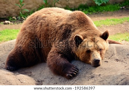 Sleepy bear in zoo