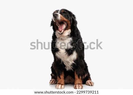 sleepy berna shepherd dog opening mouth and yawning while sitting in front of white background, isolated in studio