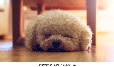 Sleepy Bichon Frisé 