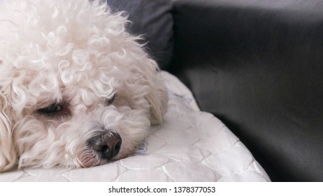 Sleepy Bichon Frise Dog On Bed