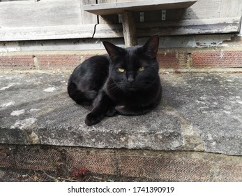 Sleepy Black Cat Chilling On Steps Stock Photo 1741390919 | Shutterstock