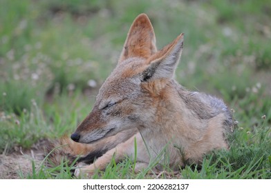 A Sleepy Black-backed Jackal Pup