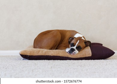 A Sleepy Boxer Dog Curls Up On Her Dog Bed And Rests Quietly