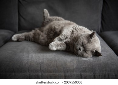 Sleepy British Short Hair Cat Lies On A Grey Couch With Her Eyes Closed, A Back Leg Up In The Air And Her Front Paws Together In A House In Edinburgh, Scotland, UK