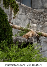 Sleepy brown bear relaxing on a rock in zoo - Shutterstock ID 2311800575