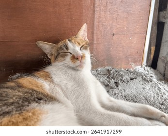 Sleepy Calico Cat Resting Peacefully on Cement Floor Near Wooden Wall Close up Pet Photography