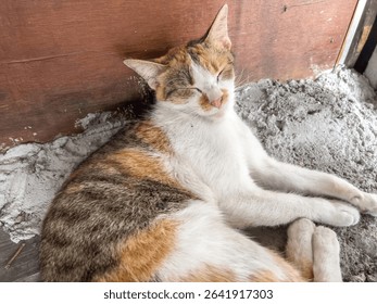 Sleepy Calico Cat Resting Peacefully on Cement Floor Near Wooden Wall Close up Pet Photography