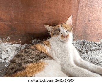 Sleepy Calico Cat Resting Peacefully on Cement Floor Near Wooden Wall Close up Pet Photography
