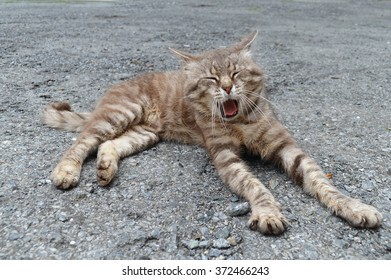 Sleepy Cat With Contagious Yawn