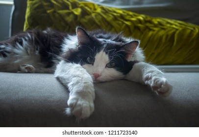 Long Cat Hair Images Stock Photos Vectors Shutterstock