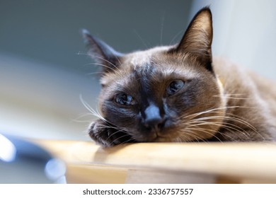 Sleepy cat, Lonely cat - A Close-up of a brown cat with black face and gray-blue eyes lying alone and looking to the opposite direction. He's depressed and appears to be about to cry. - Powered by Shutterstock