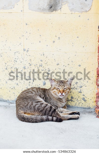 A sleepy cat is lying
near the wall