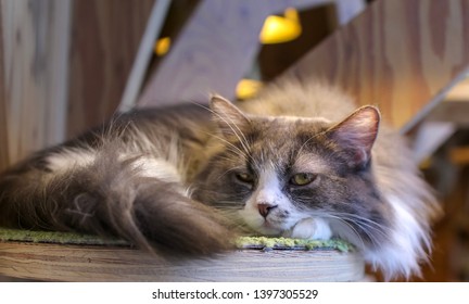 Sleepy Cat Lying On A Board In A Cat Café